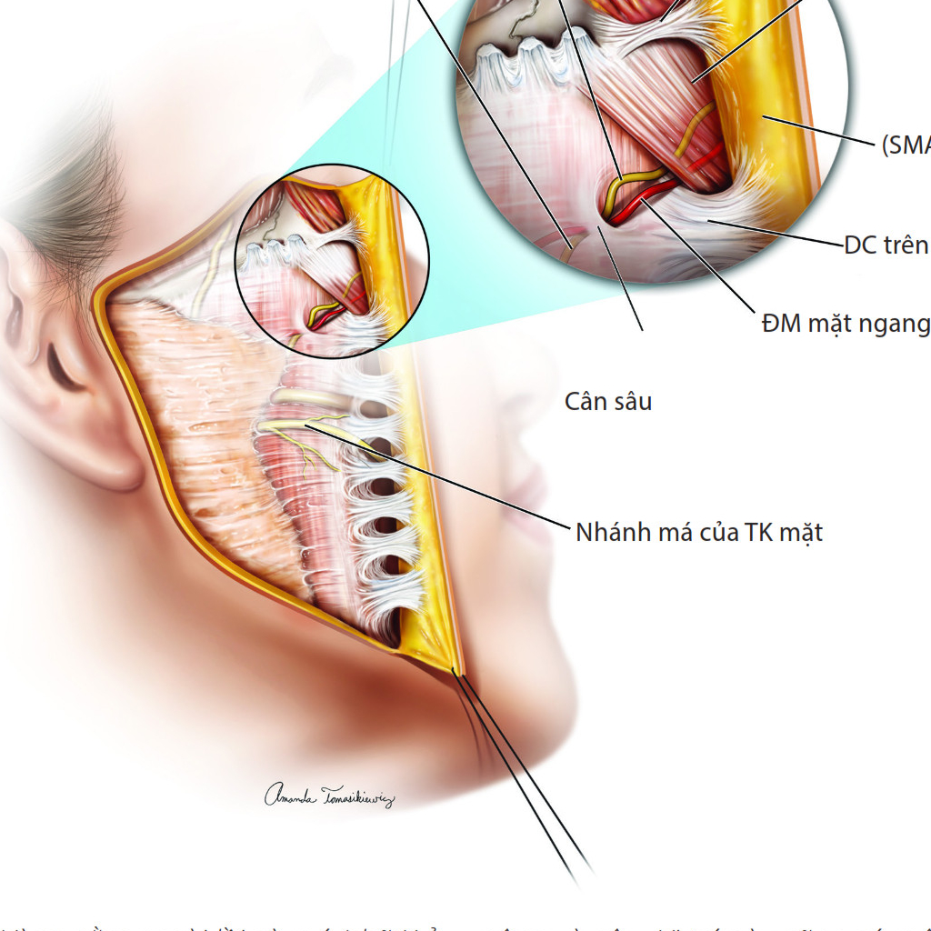 Y HỌC. Những vùng nguy hiểm trên khuôn mặt. .Thư Viện Y Khoa.