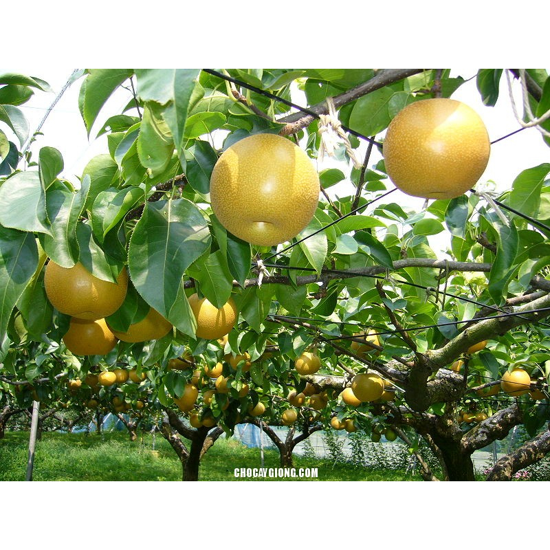 Cây giống lê vàng, cây ghép siêu sớm cho trái, được kiểm tra trước khi thanh toán