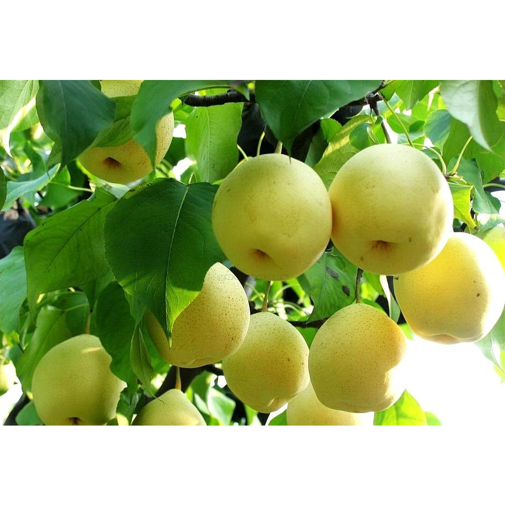 Cây giống lê vàng, cây ghép siêu sớm cho trái, được kiểm tra trước khi thanh toán