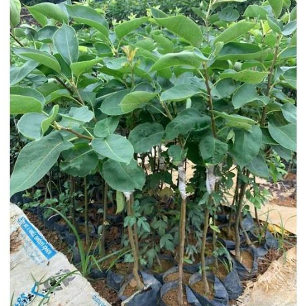 Cây giống lê vàng, cây ghép siêu sớm cho trái, được kiểm tra trước khi thanh toán