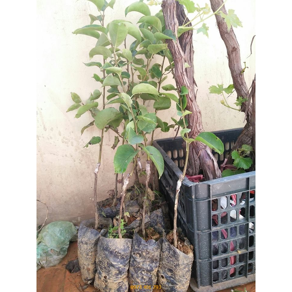 Cây giống lê vàng, cây ghép siêu sớm cho trái, được kiểm tra trước khi thanh toán