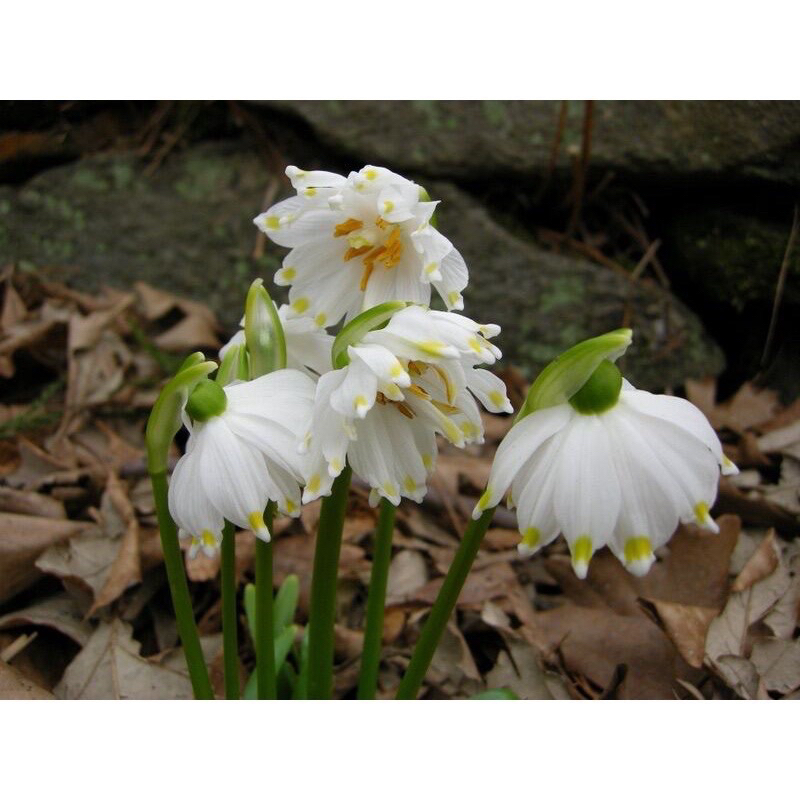 Hoa địa tuyết điểm