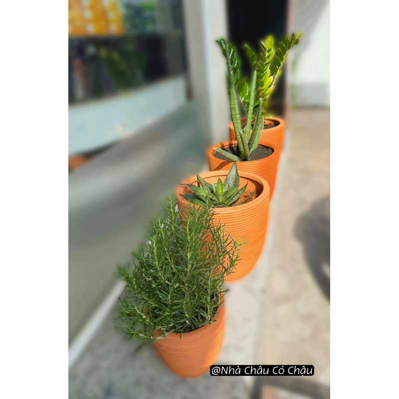 Nhà Châu Có chậu Decor - Chậu đất nung cắt chỉ, tròn cao