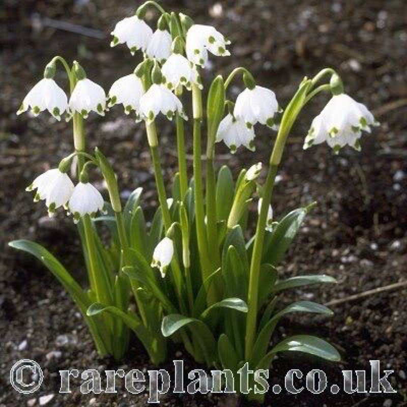 Hoa địa tuyết điểm