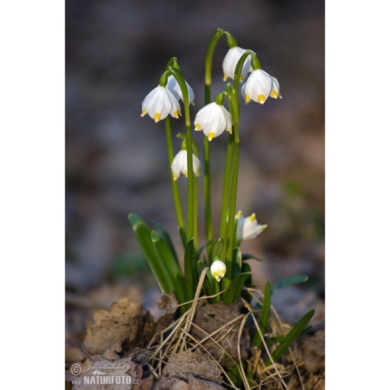 Hoa địa tuyết điểm
