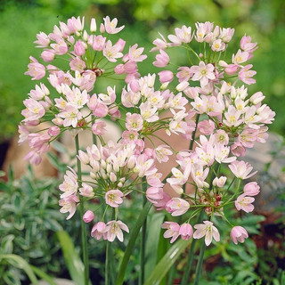 Củ hoa alium (sét 5củ)
