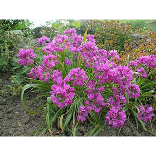 Củ hoa alium (sét 5củ)