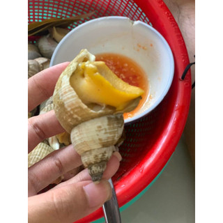 Giá sỉ - 1Kg Ốc Bulot Pháp (Sofrimar) - Q12