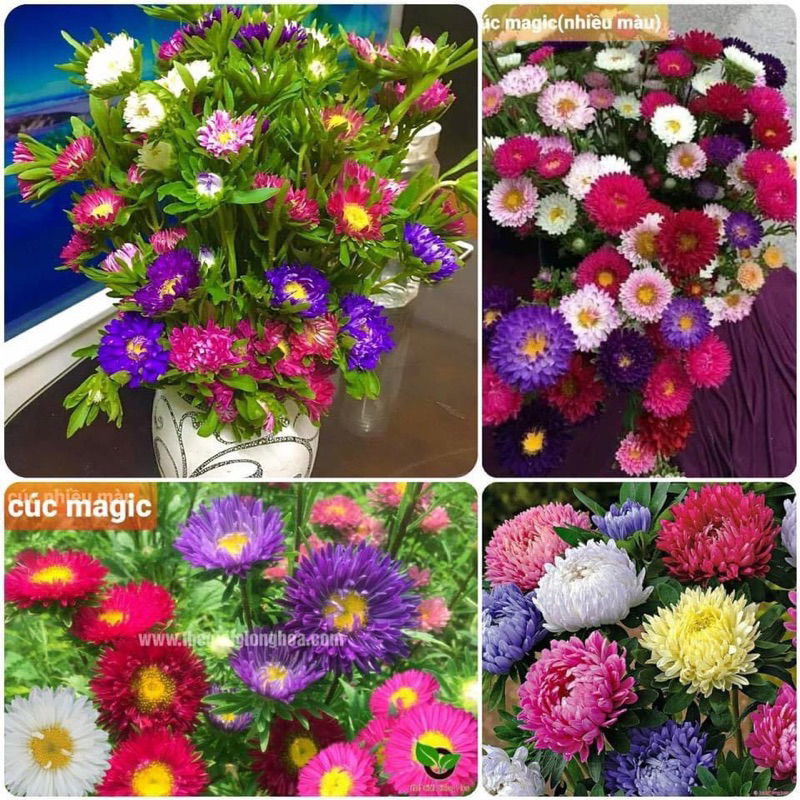 Cúc magic