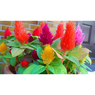 Hạt giống hoa mào gà lửa(100hạt)