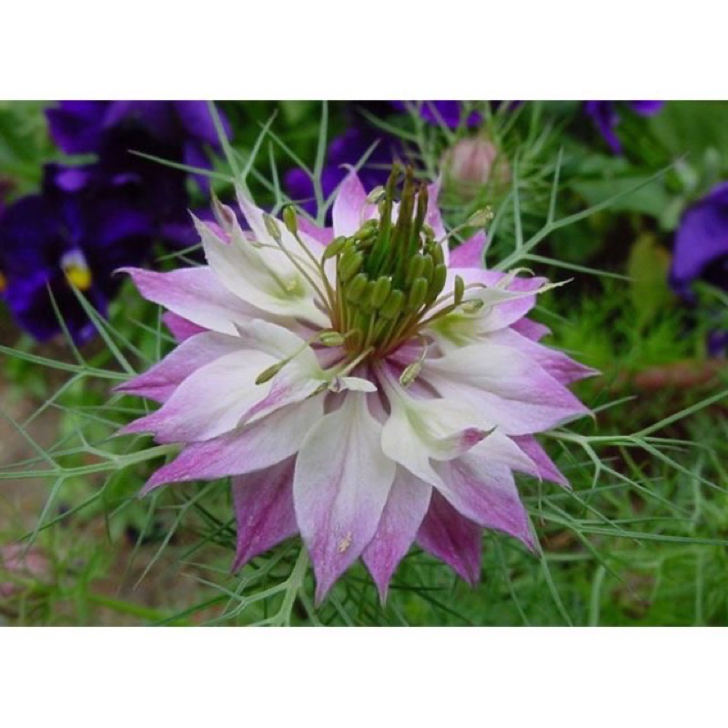 Củ hoa bảo thạch ba tư