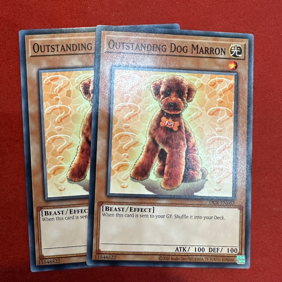 Outstanding Dog Marron