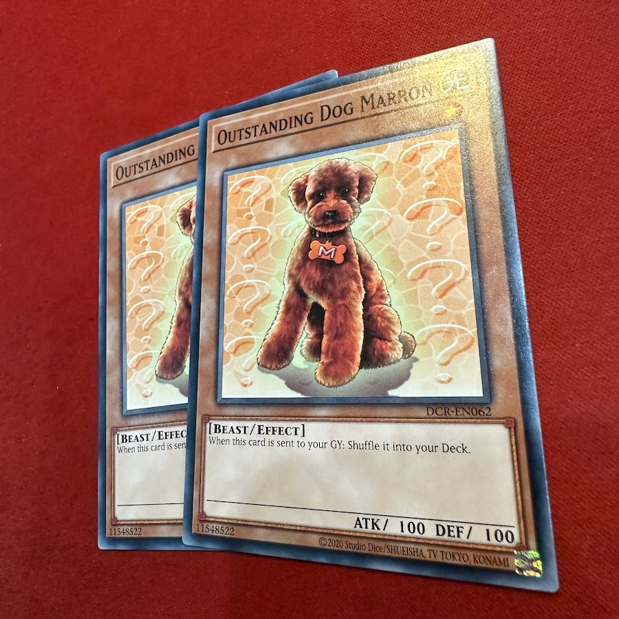 Outstanding Dog Marron