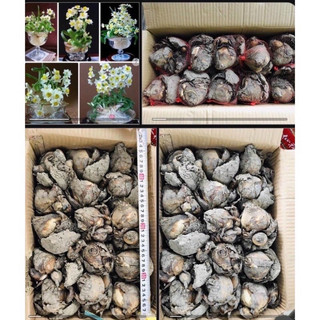 Củ hoa thủy Tiên nước(1củ)