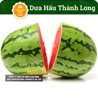 Hạt Giống Dưa Hấu Thành Long , siêu ngọt, siêu ngon - Nông Sản Vàng