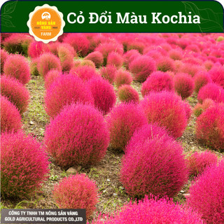 Hạt giống cỏ đổi màu kochia, cỏ nhật bản tuyệt đẹp, độc đáo cho khu vườn của bạn - nông sản vàng