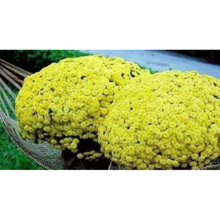 Hạt giống cúc mâm sôi(gói 100hạt)