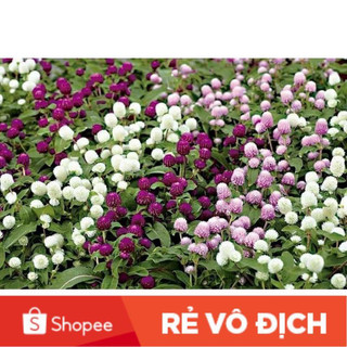Hạt hoa Cúc bách nhật(gói 100hạt)