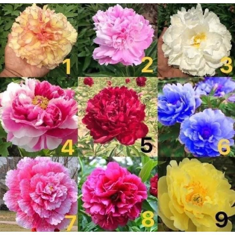 Cây hoa mẫu đơn thân mộc