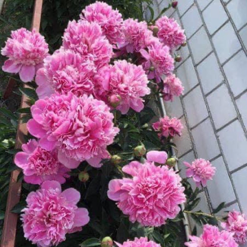 Cây hoa mẫu đơn thân mộc