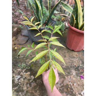 Cây hoa Tu Đằng(1caay)