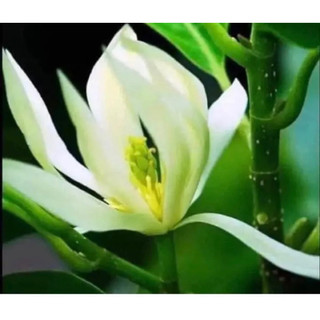 Cây giống hoa Ngọc Lan