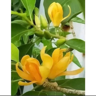 cây giống hoa Ngọc Lan (2cây-2màu)
