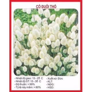 Hạt giống Cỏ đuôi thỏ(gói 200hạt)