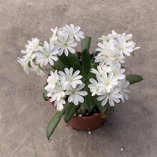 Củ giống hoa lộ vy(set 5củ)
