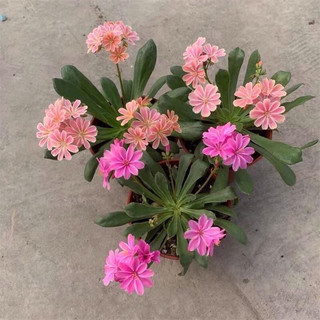 Củ giống hoa lộ vy(set 5củ)