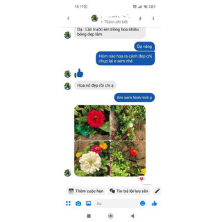 Hạt giống hoa cúc lá nhám(100hạt)