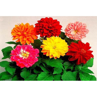 Củ hoa thược dược (2củ)