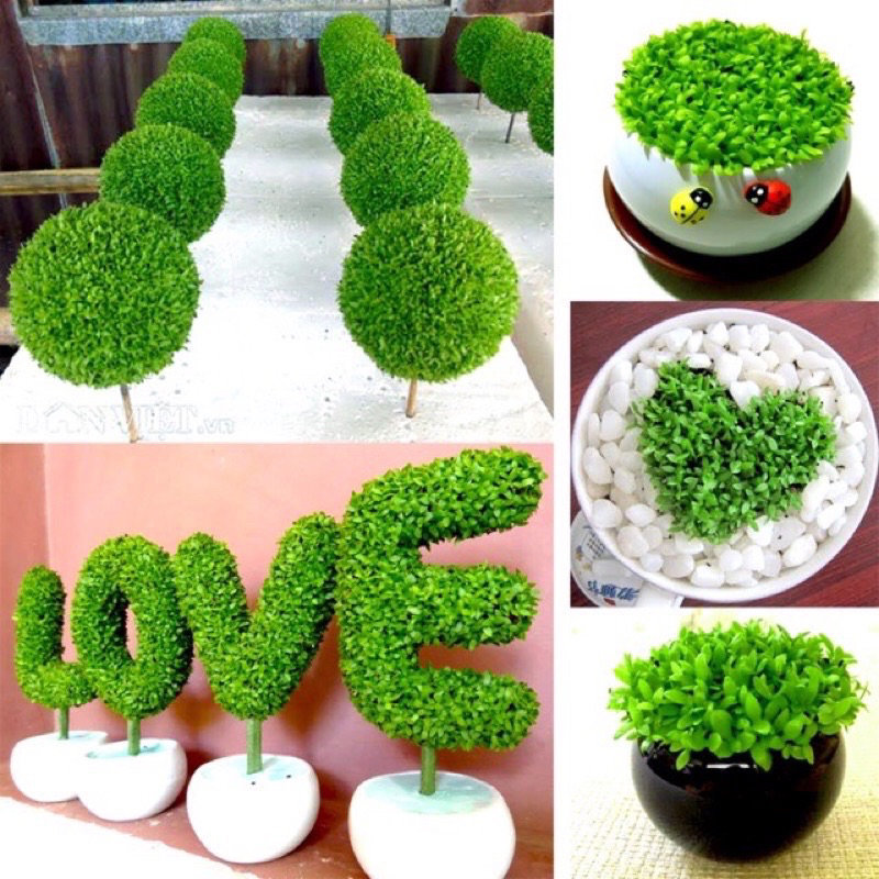 Hạt giống cỏ may mắn (gói 200hạt)