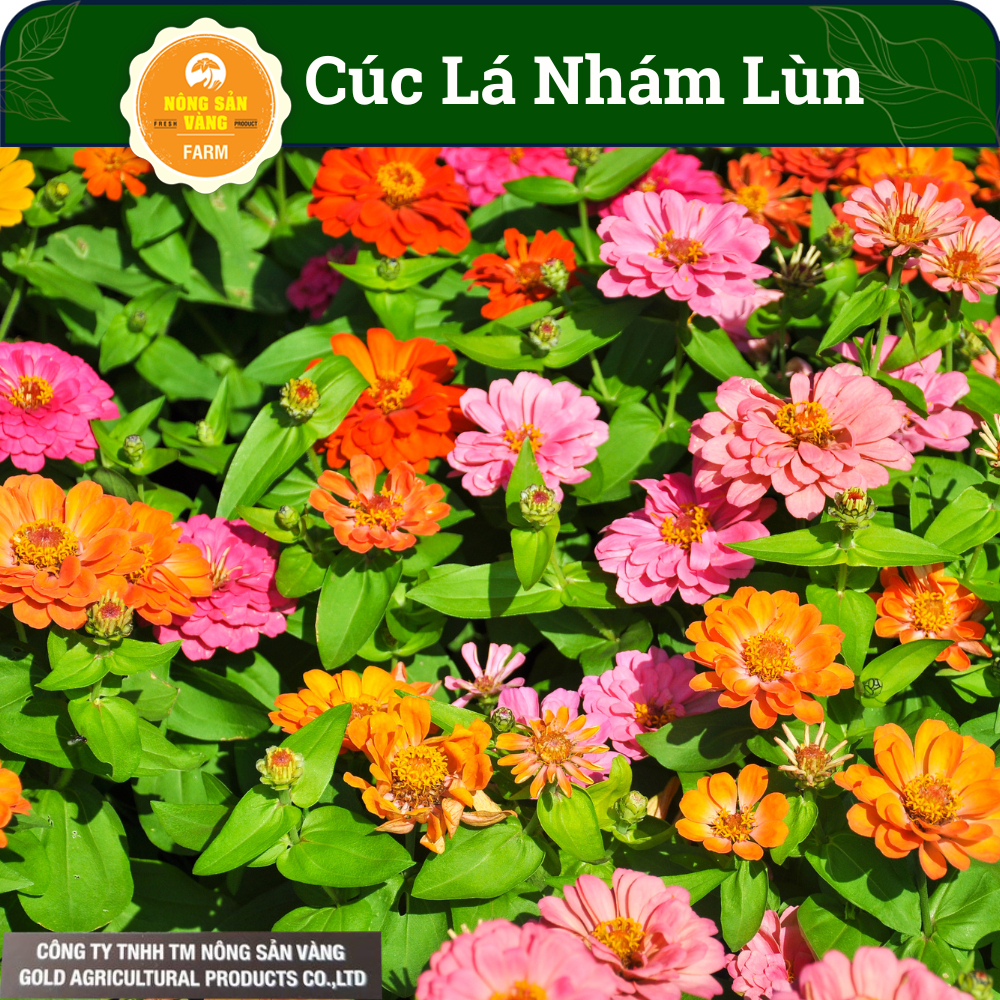 Hạt Giống Hoa Cúc Lá Nhám Lùn 15-30cm, Hoa Cúc Ngũ Sắc Zinnia (Gói 20 hạt)- Nông Sản Vàng