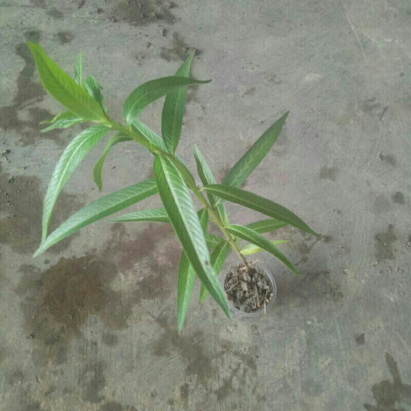 Cây giống rau mương