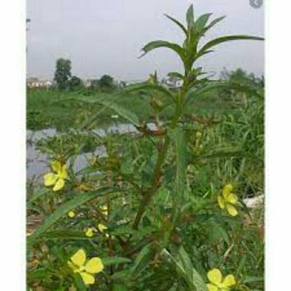 Cây giống rau mương