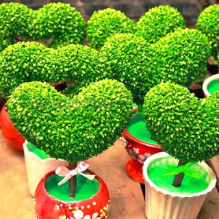 Hạt giống cỏ may mắn (gói 200hạt)