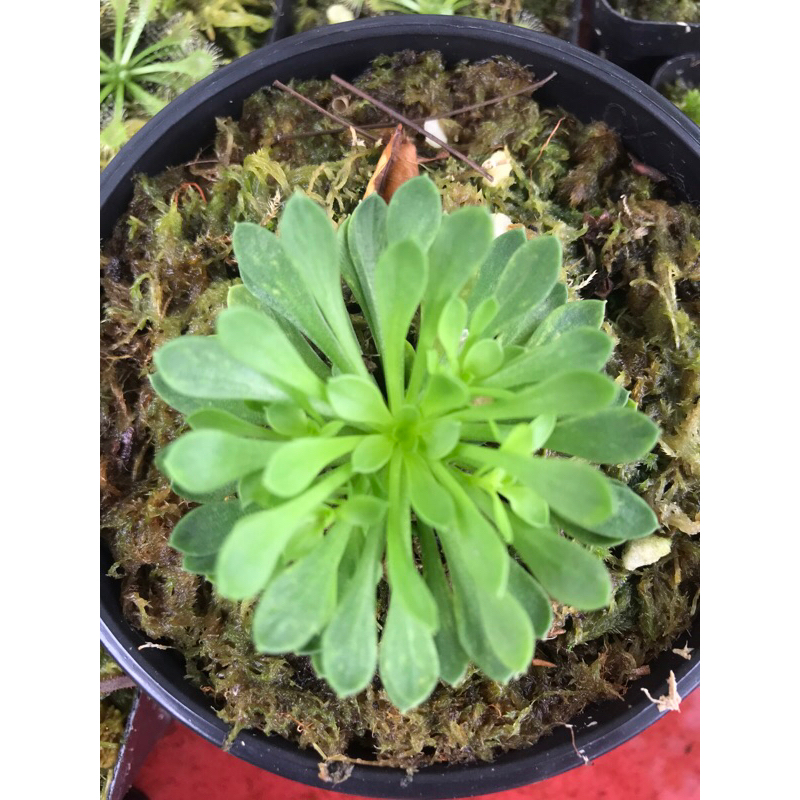 Hoa đập ruồi Stylidium Debile