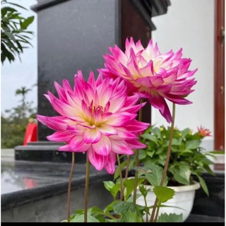 Củ hoa thược dược cánh sen(1củ)