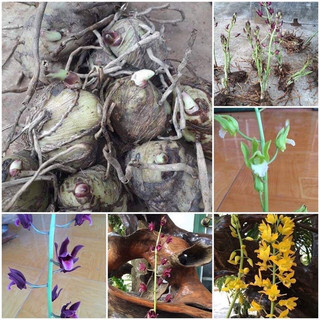 Củ hoa địa lan Luân(1củ)