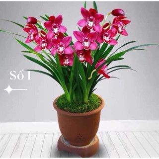 Địa lan santo(1caay)