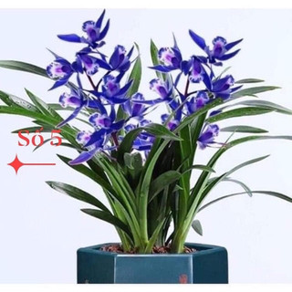 Địa lan santo(1caay)