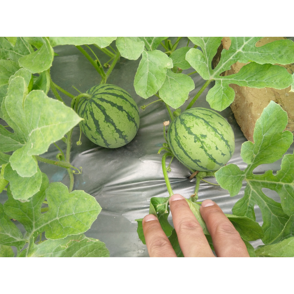 Hạt Giống Dưa Hấu Táo  -