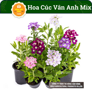 Hạt giống hoa cúc vân anh mix - nông sản vàng