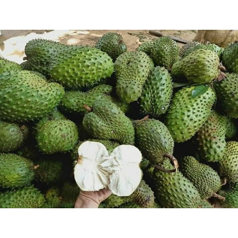 MÃNG CẦU TƯƠI-  Làm trà mãng cầu
