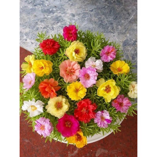 Hạt hoa 10 giờ kép mỹ