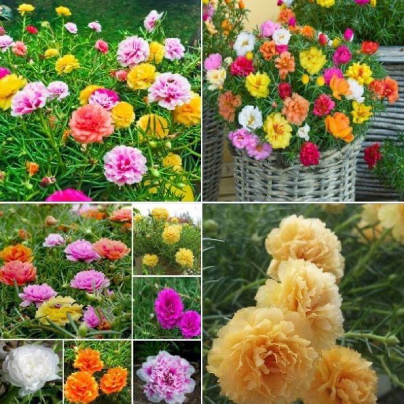 Hạt hoa 10 giờ kép Mỹ