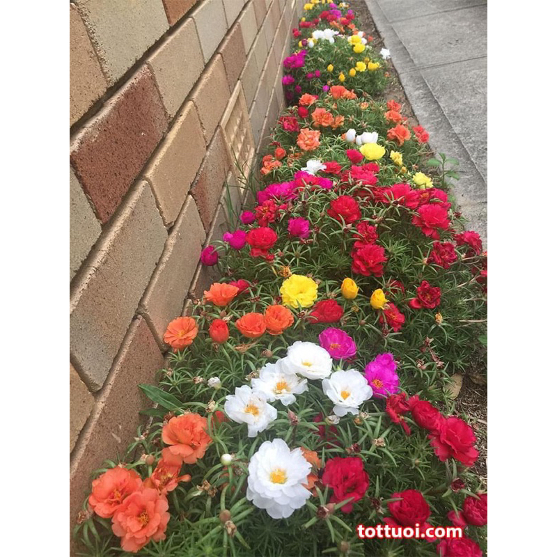 Hạt hoa 10 giờ kép Mỹ