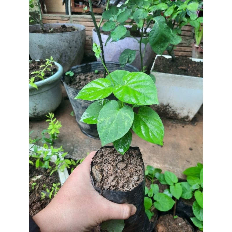 Cây giống hoa thiên lý - Loại 1