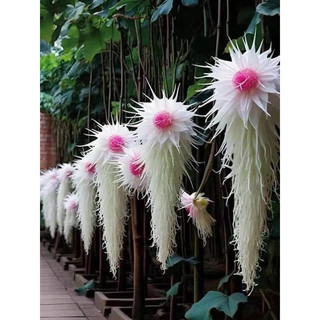 Hạt giống hoa thủy tiên nhật